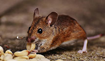 24 Hour & Emergency Exterminators in Saint Michael, ND